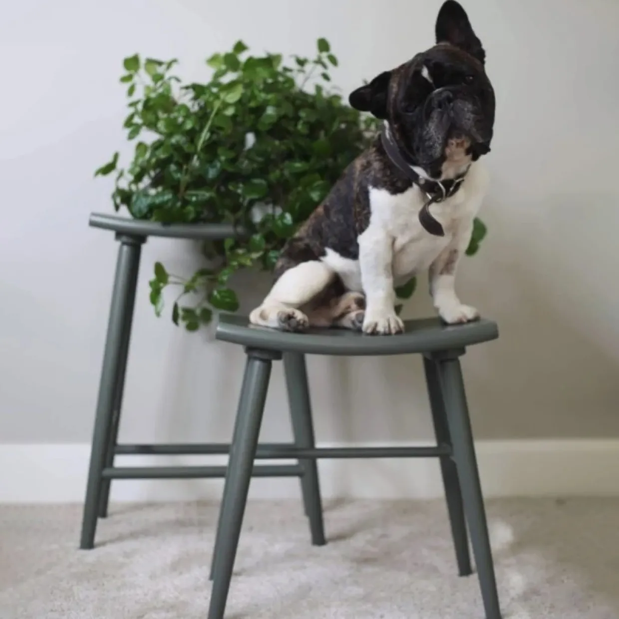 Barpall Emil Mörkgrön