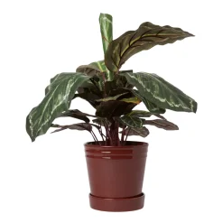 Kruka Alve M Burgundy