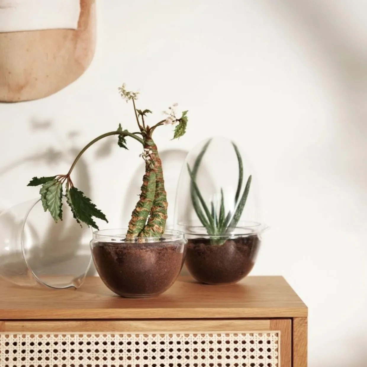 Växthus Grow Glas L