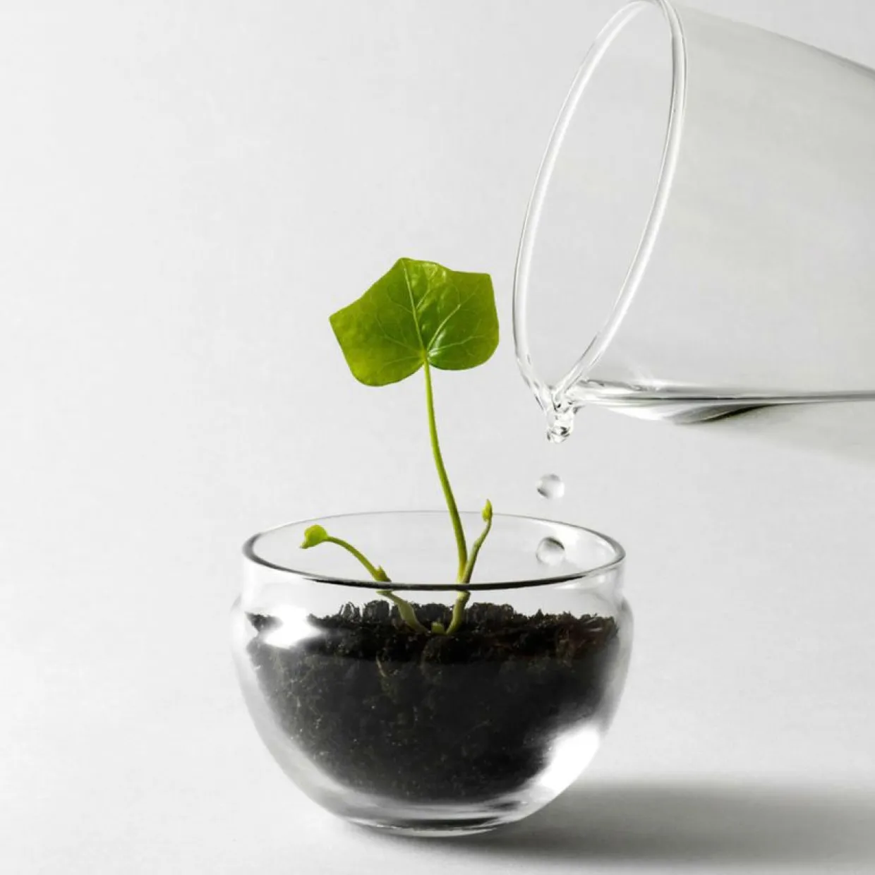 Växthus Grow Glas S