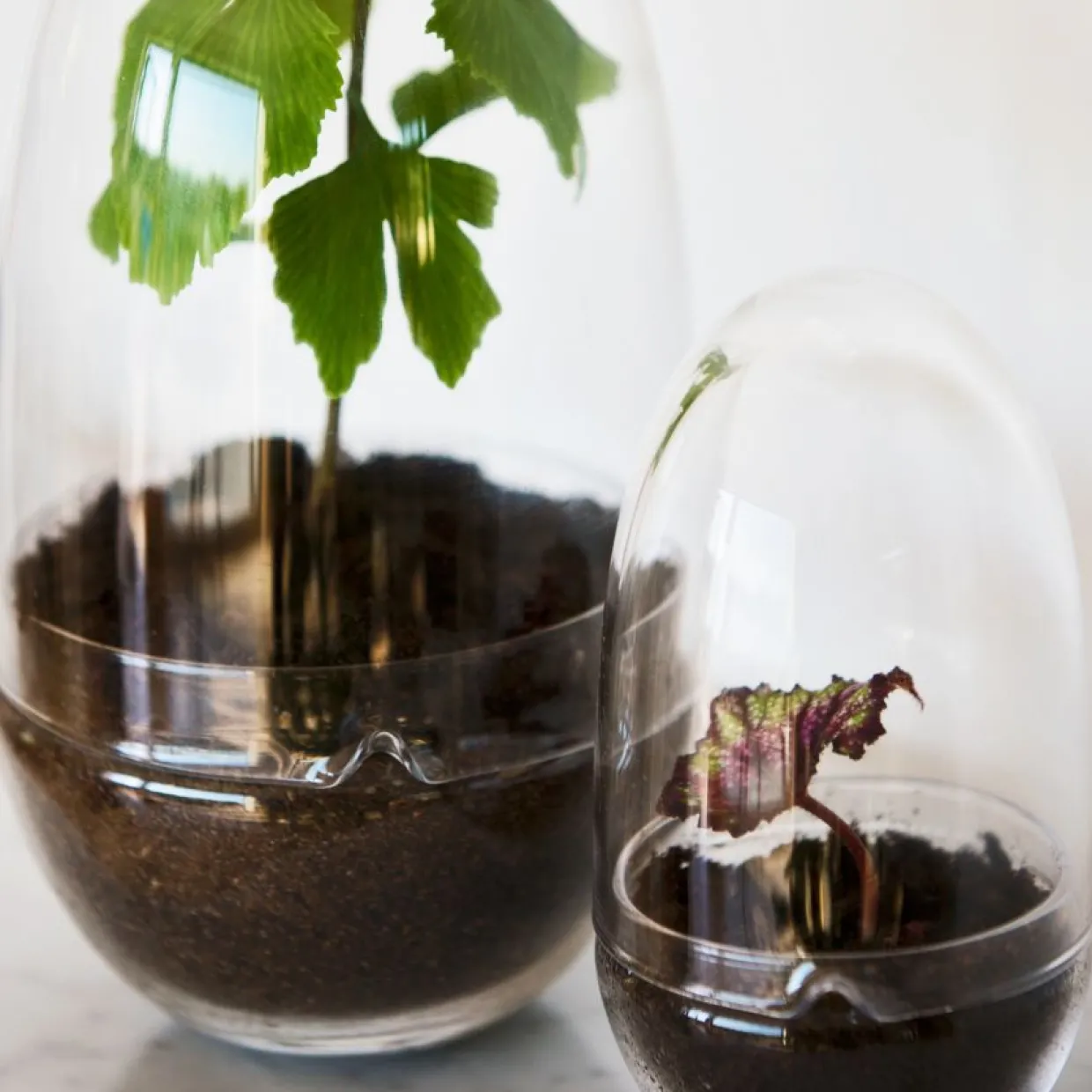 Växthus Grow Glas S