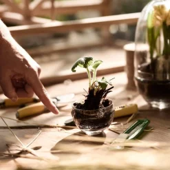 Växthus Grow Glas S